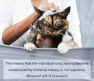 Purport to Bhagavad Gita 13.14 image - thumbnail size