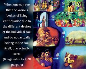 Purport to Bhagavad Gita 13.31 image - thumbnail size