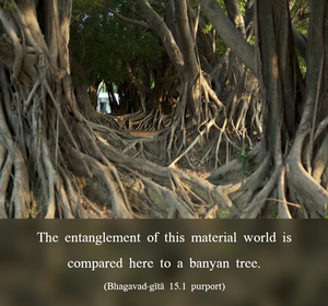 Purport to Bhagavad Gita 15.1 image - thumbnail size