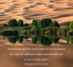 Purport to Bhagavad Gita 15.2 image - thumbnail size