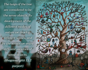 Purport to Bhagavad Gita 15.2 image - thumbnail size