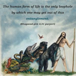 Purport to Bhagavad Gita 4.31 image - thumbnail size