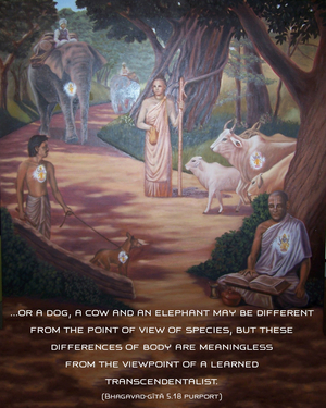 Purport to Bhagavad Gita 5.18 image - thumbnail size