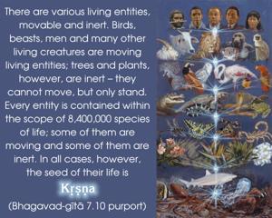 Purport to Bhagavad Gita 7.10 image - thumbnail size