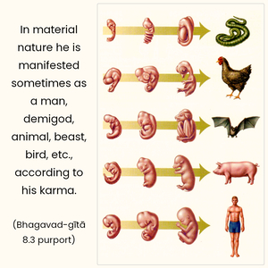 Purport to Bhagavad Gita 8.3 image - thumbnail size