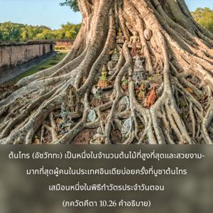 อรรถกถา ภขวัท-คีตา 10.26 ภาพ - thumbnail size
