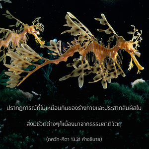 อรรถกถา ภขวัท-คีตา 13.21 ภาพ - thumbnail size