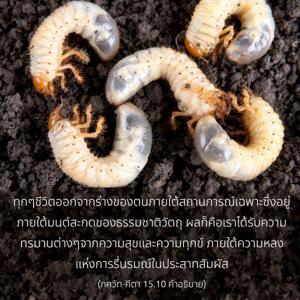 อรรถกถา ภขวัท-คีตา 15.10 ภาพ - thumbnail size